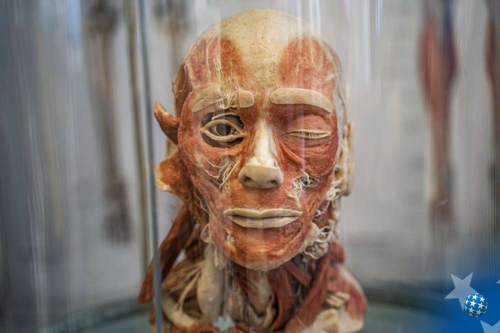 Muzej anatomije, Foto: Jakov Simović